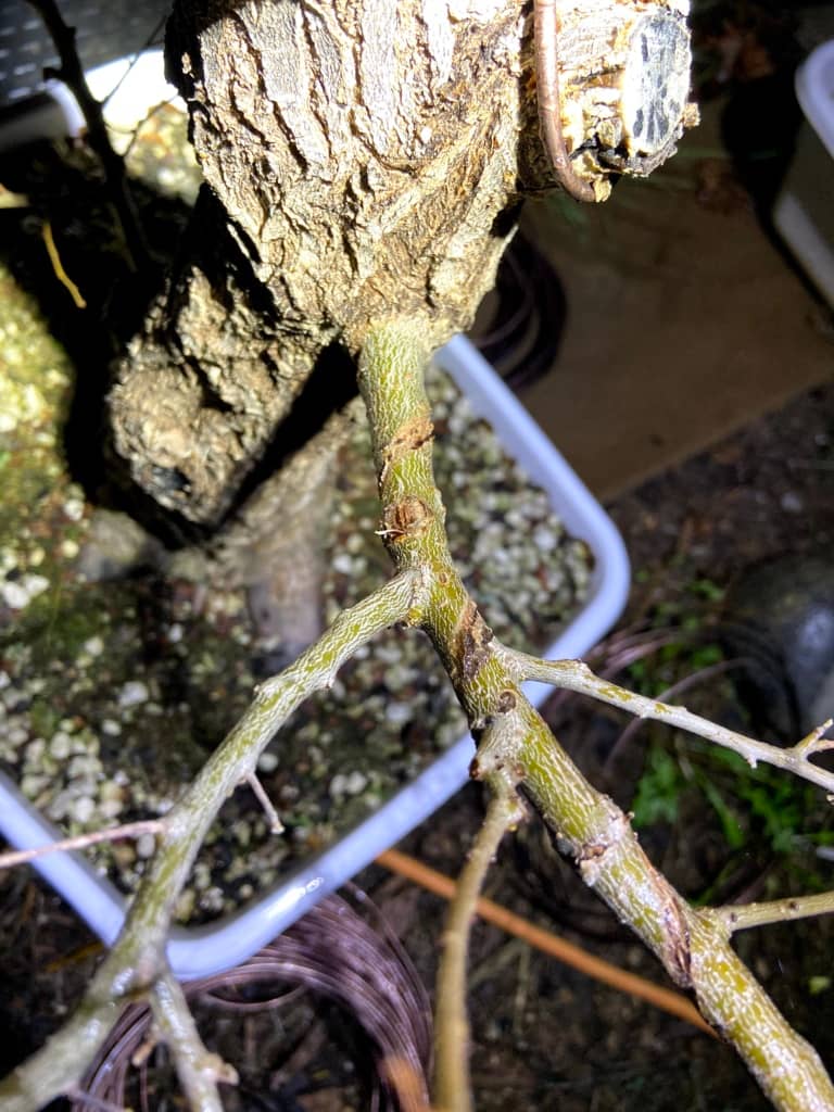 siberian elm bonsai branch wired
