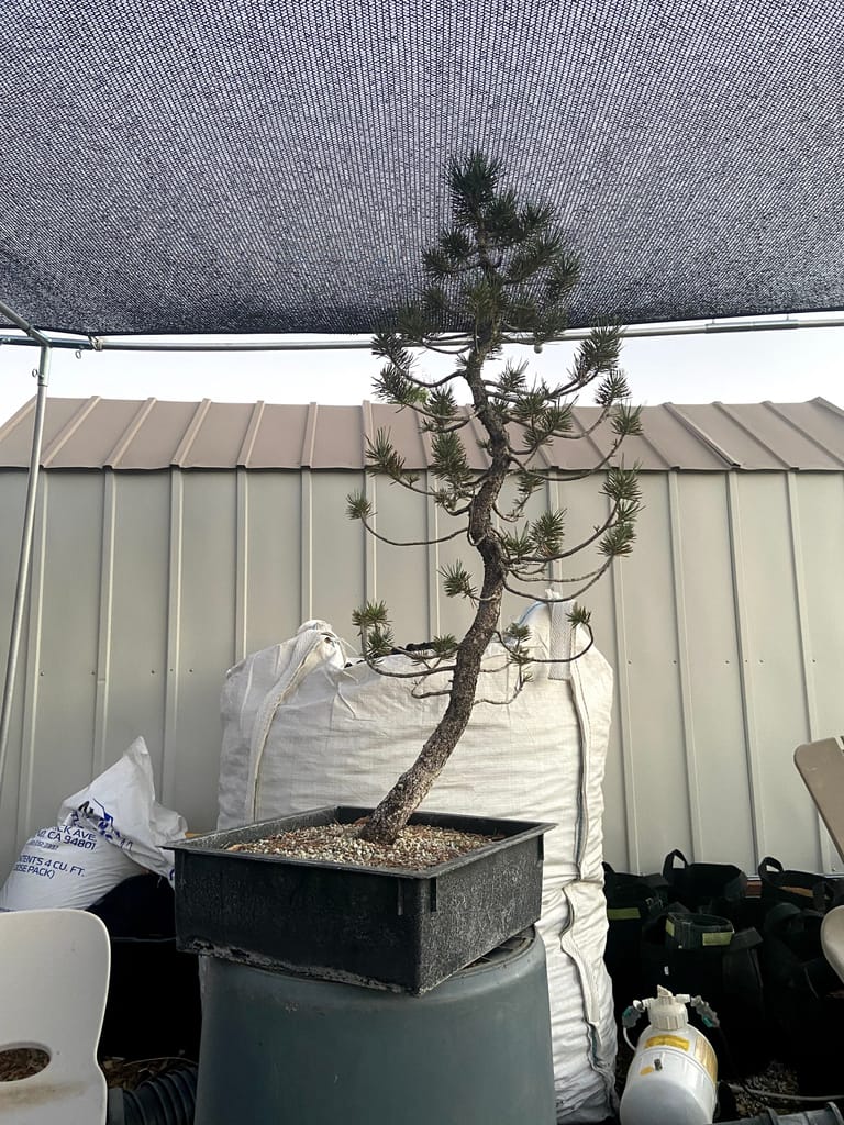 lodgepole pine yamadori 1 for sale informal upright