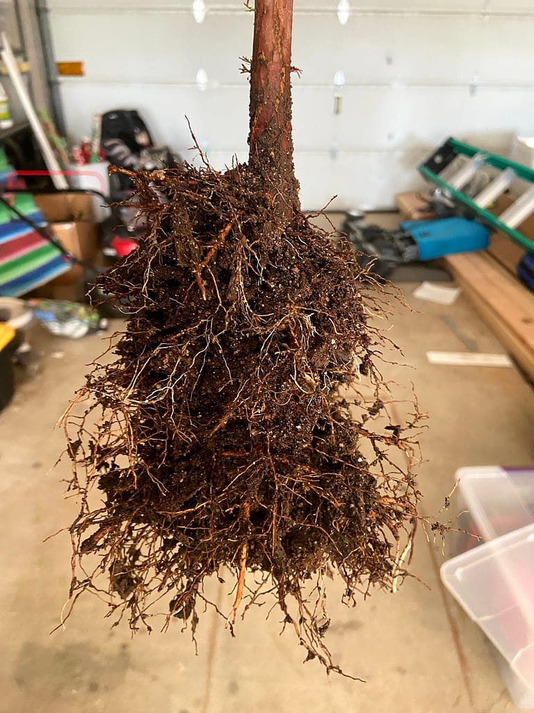 rootmaker root system bald cypress results