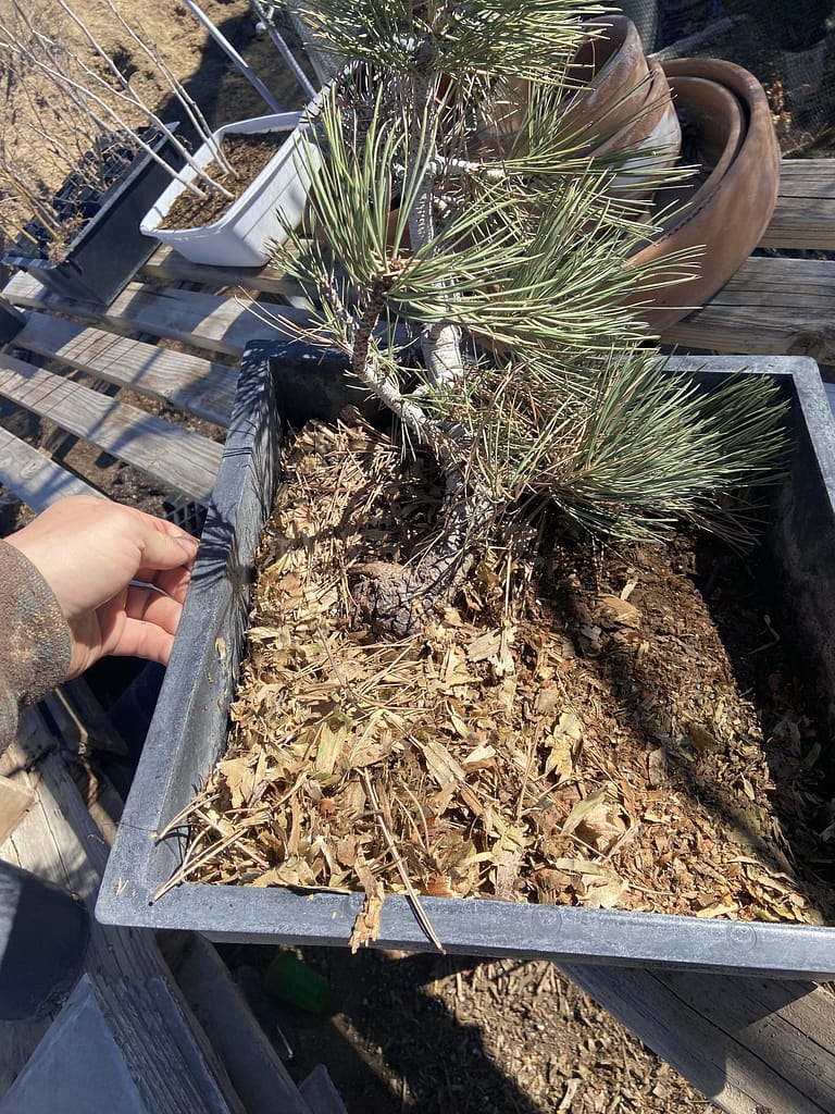 sawdust yamaodi recovery pine results 2