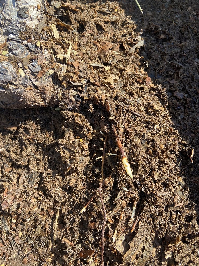 sawdust yamaodi recovery pine results 4