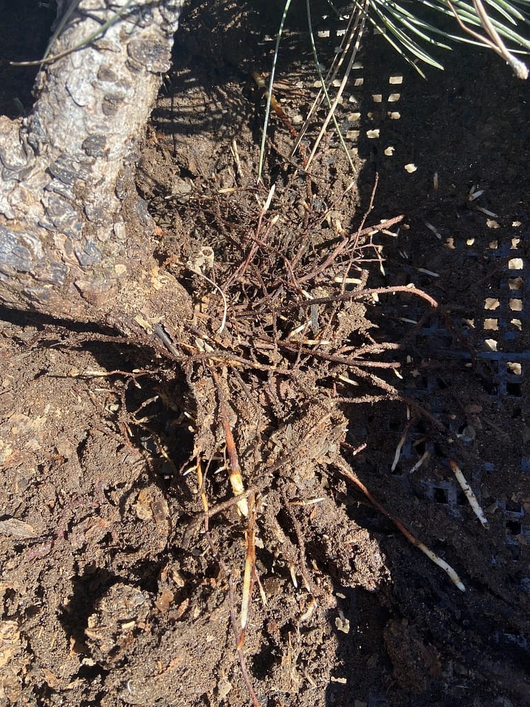 sawdust yamaodi recovery pine results 5