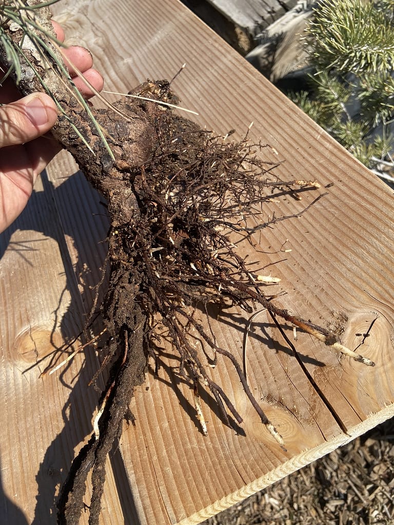 sawdust yamaodi recovery pine results 7