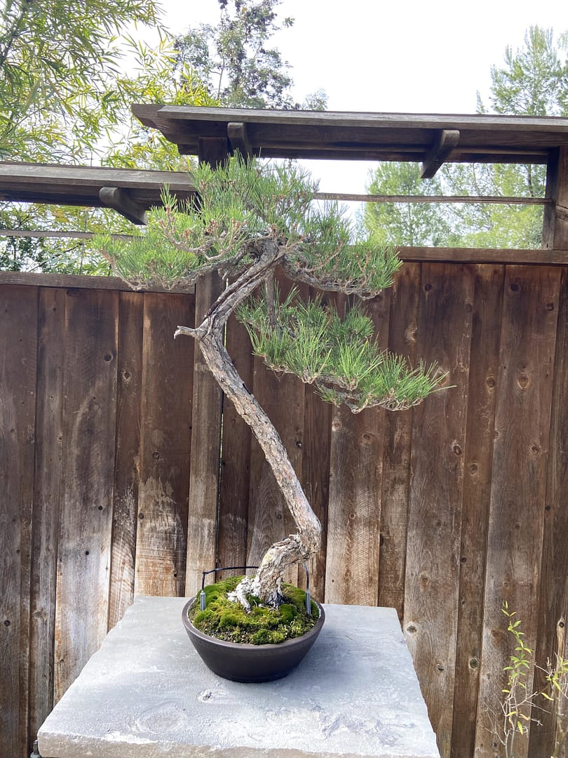 japanese black pine bonsai