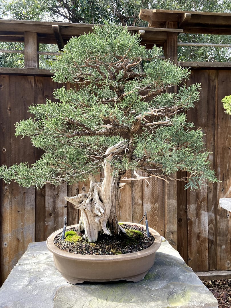 juniper bonsai san diego