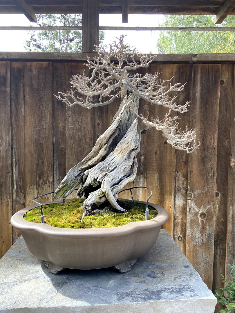 pomegranate bonsai san diego