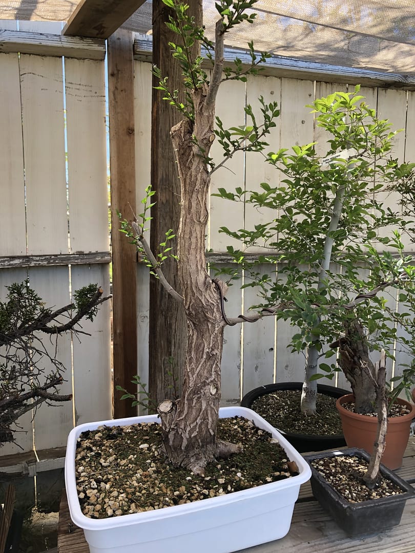 siberian elm yamadori leafing out