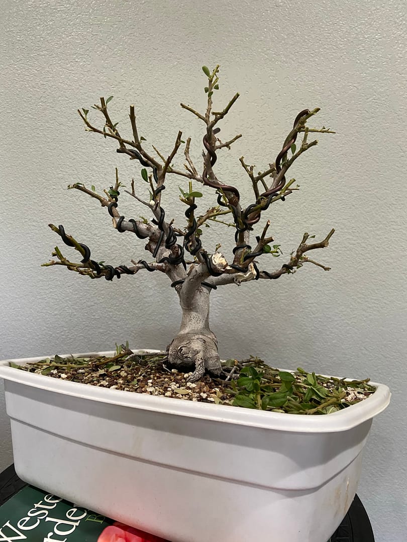 pyracantha pre bonsai for sale