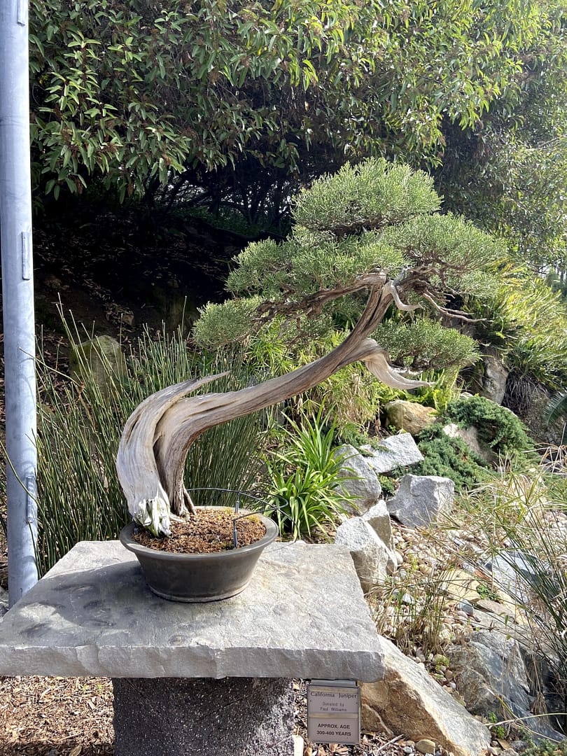 california juniper bonsai deadwood san deigo zoo display