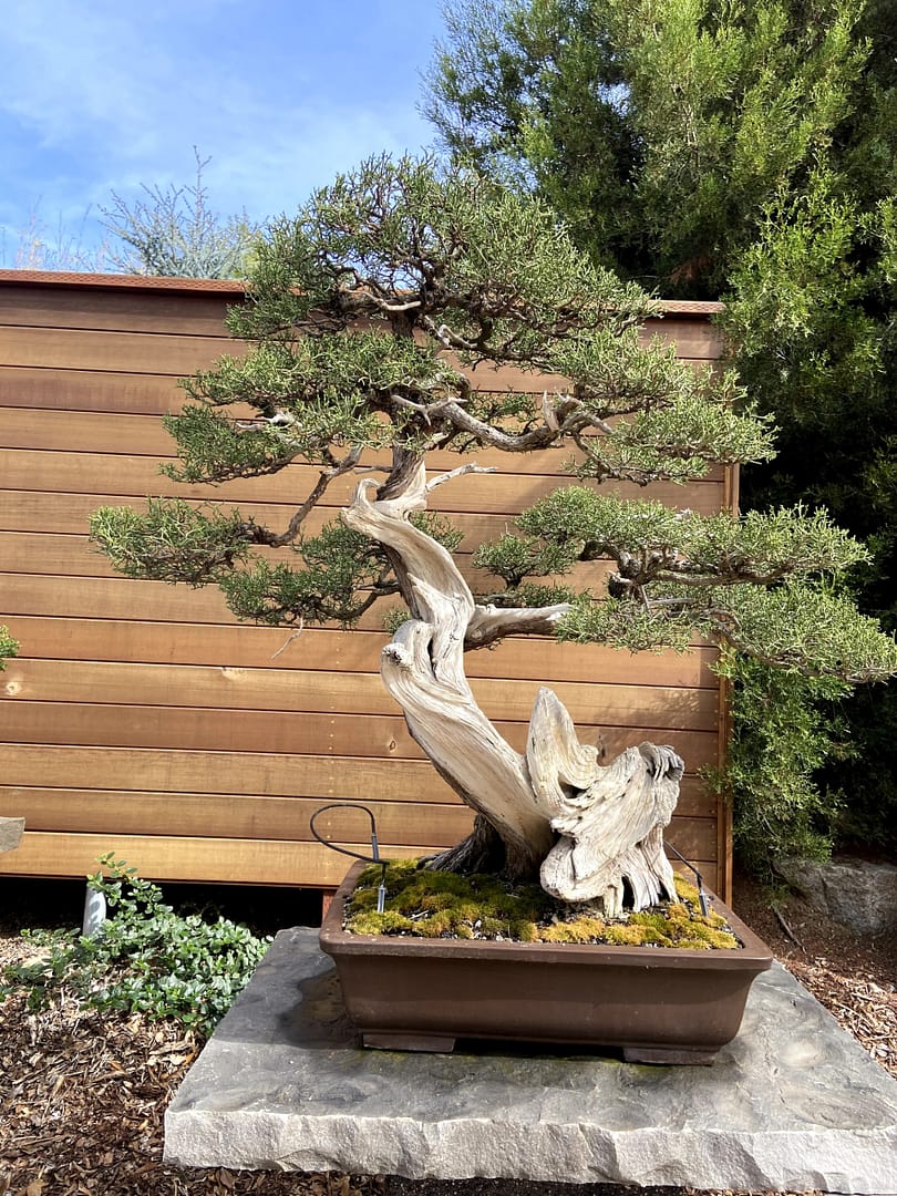 california juniper bonsai display san diego zoo (2)