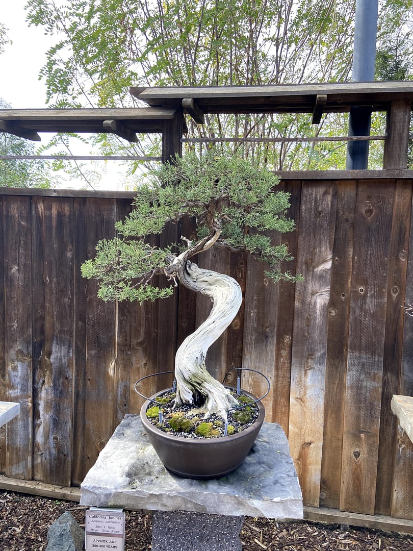 california juniper bonsai display san diego zoo