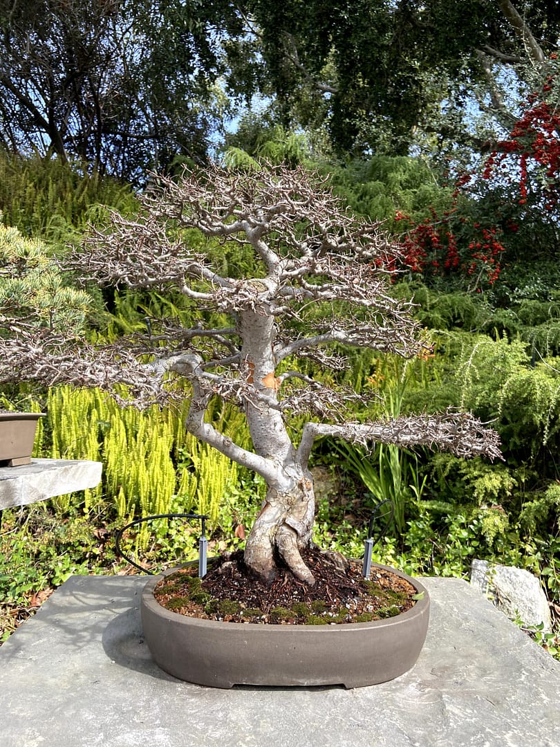 chinese elm bonsai display san diego zoo