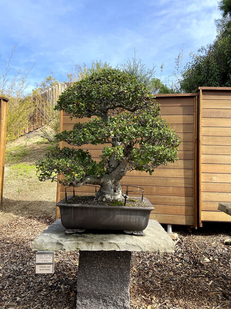 coast live oak bonsai san diego zoo