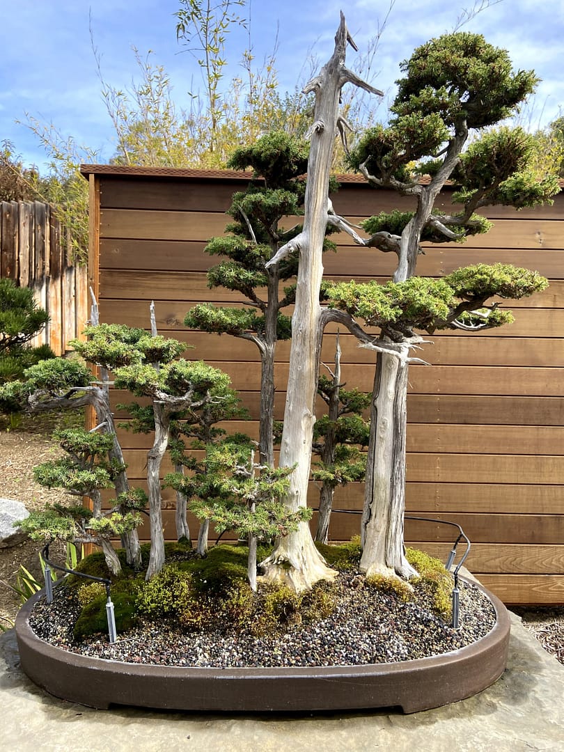 foemina juniper forest bonsai display