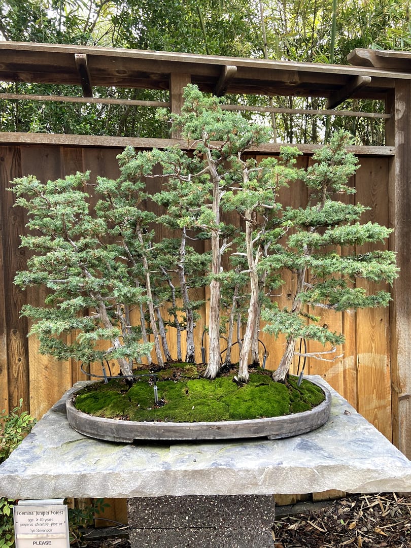 formina juniper bonsai