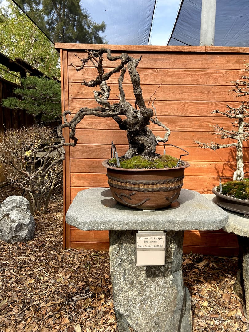 grape bonsai san diego