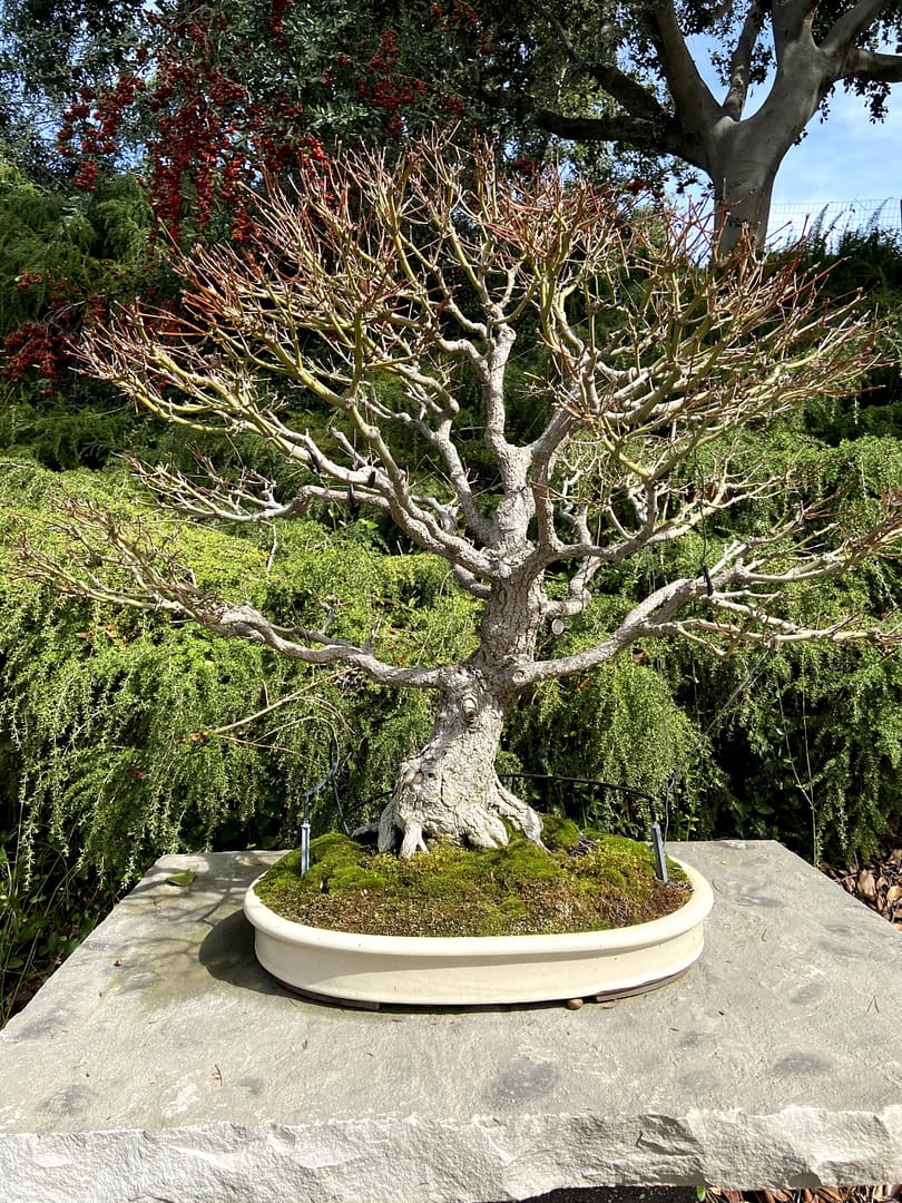 japanese maple bonsai display san diego zoo