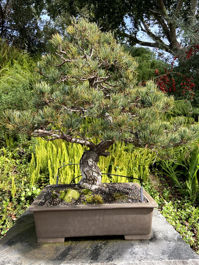 japanese white pine bonsai display san diego zoo
