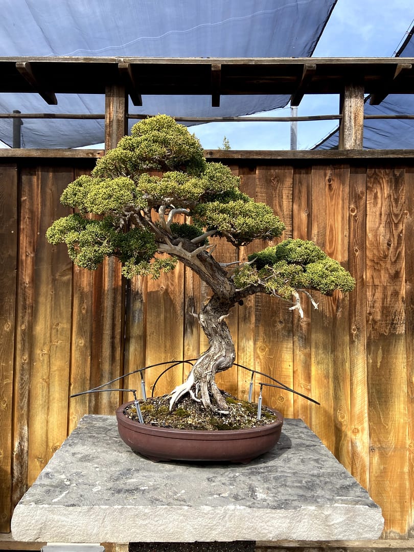 juniper bonsai display 5