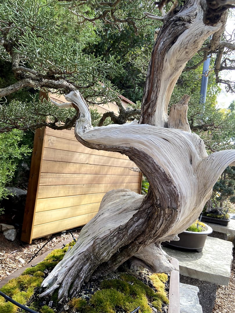 juniperus californica bonsai live vein