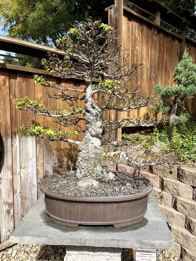 large leaf maple bonsai display san diego zoo