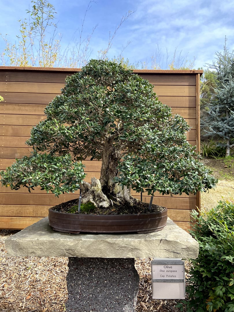 large olive bonsai san diego zoo