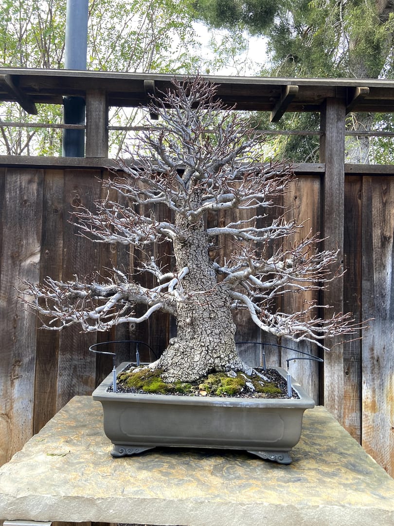 liquidambar bonsai display 1
