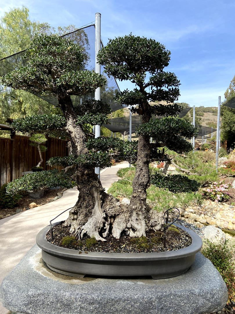 olive bonsai twin trunk display