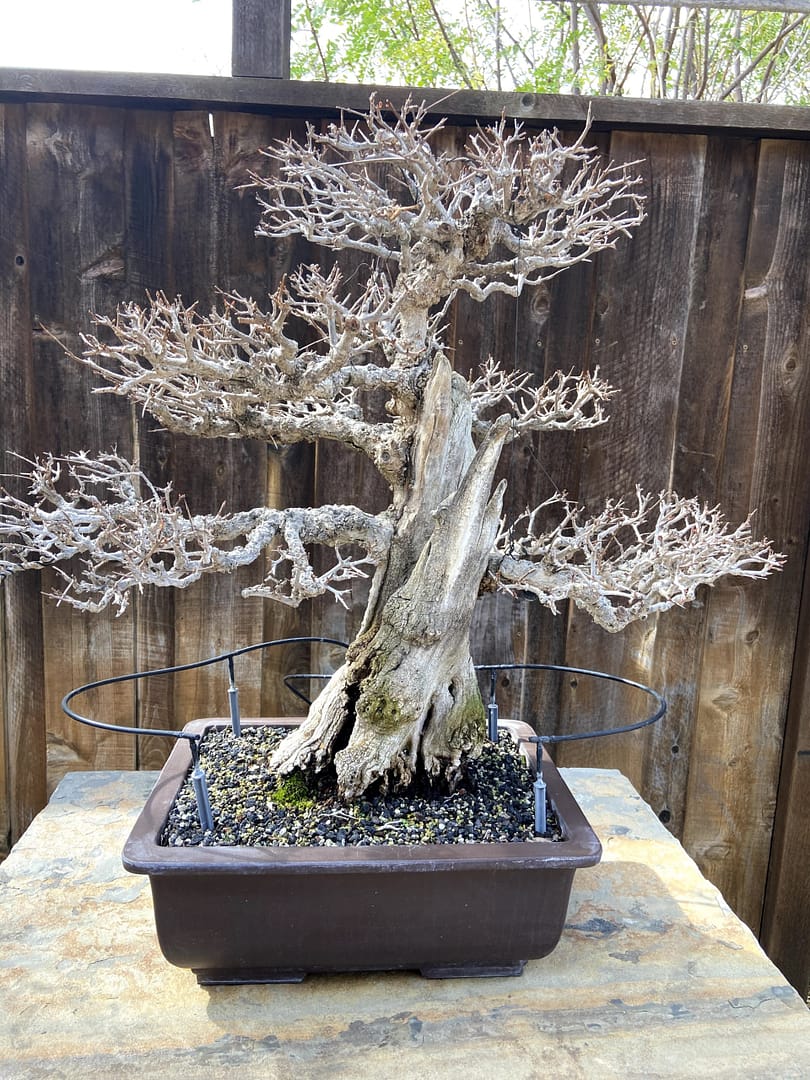 pomegranate bonsai deadwood display