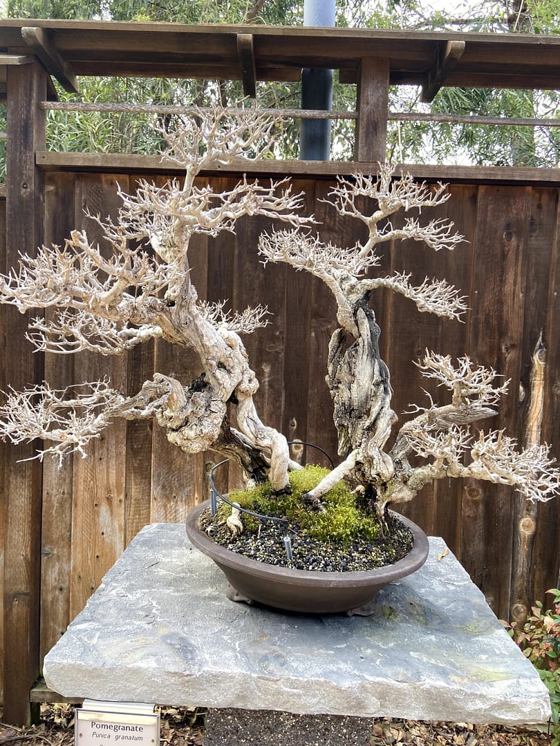 pomegranate bonsai display san diego
