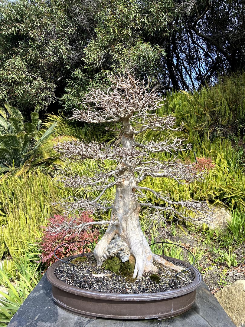trident maple bonsai root over rock display