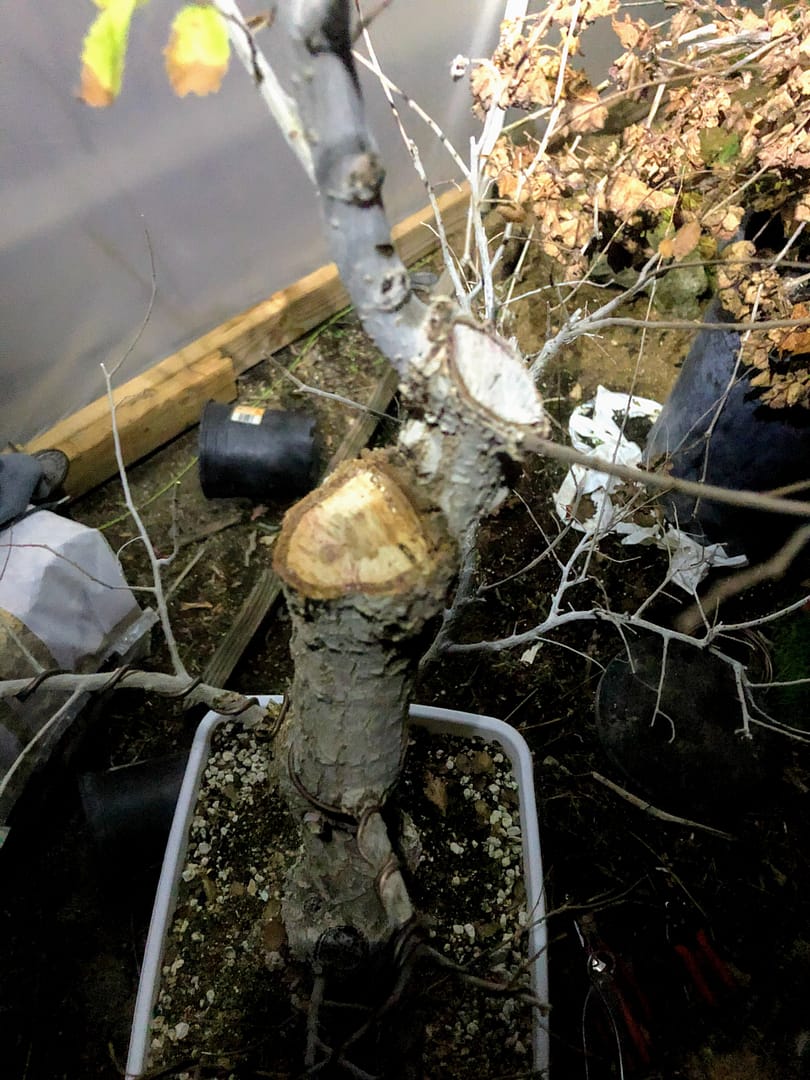 siberian elm bonsai structural pruning
