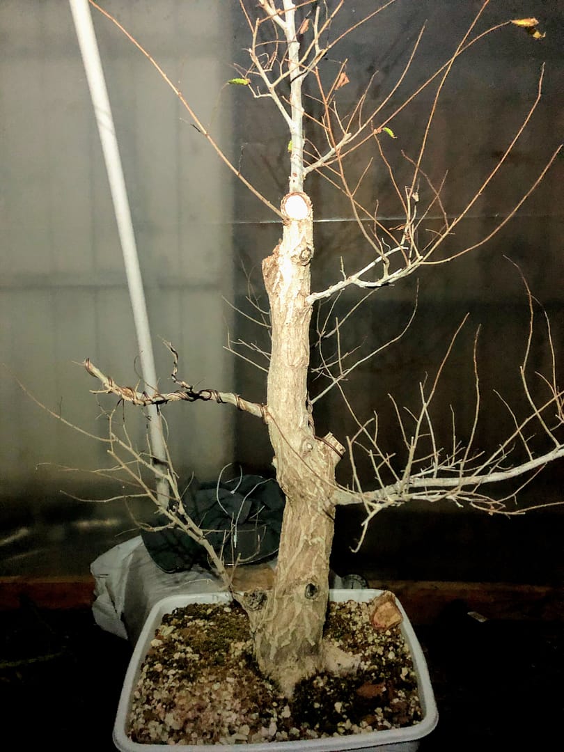 siberian elm bonsai structural wiring