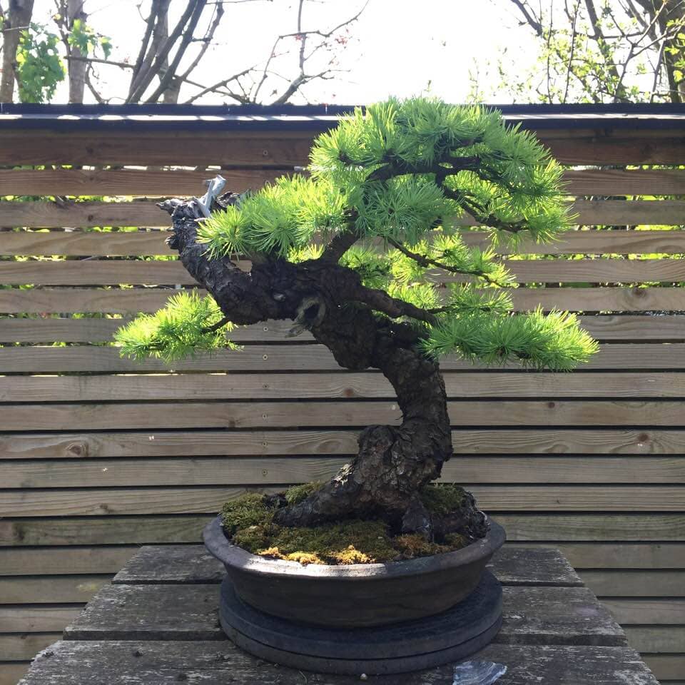 Larch bonsai critique and design