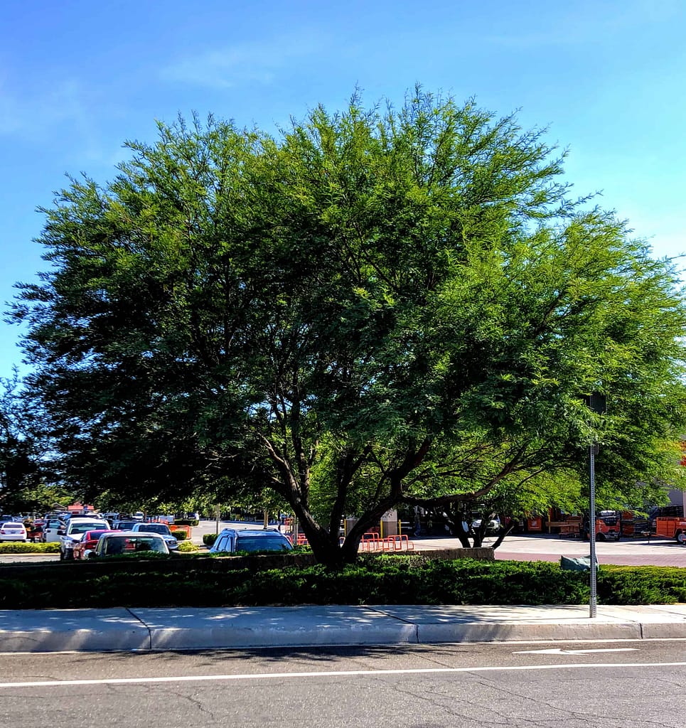 Mature Chilean Mesquite