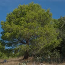 Aleppo Pine Aleppo Pine
