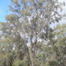 natesnursery-Eucalyptus Coolabah Tree Eucalyptus Coolibah Tree