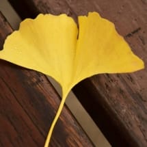 natesnursery-Ginkgo Leaf yellow Ginkgo Leaf yellow