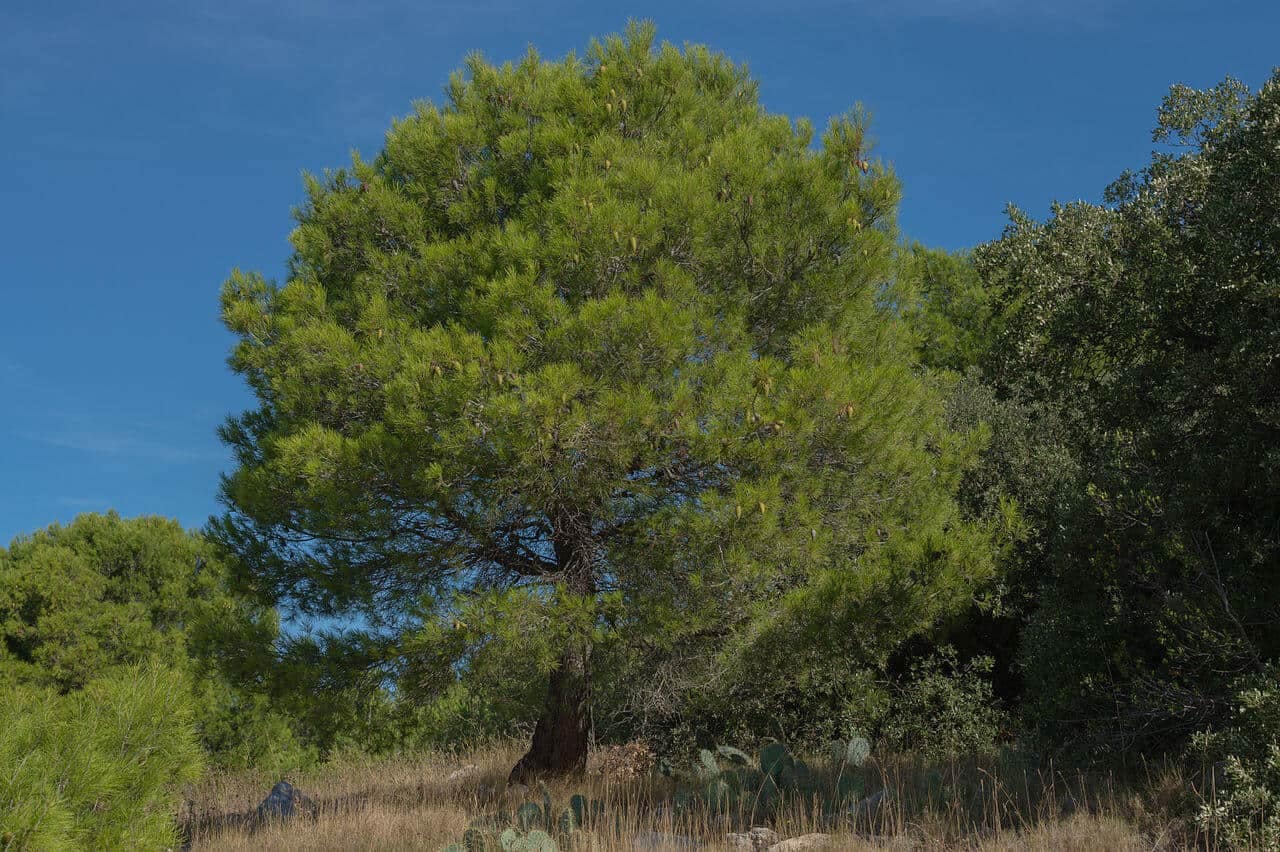 Aleppo Pine