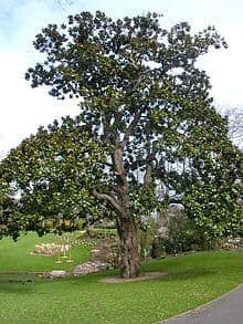 Southern Magnolia