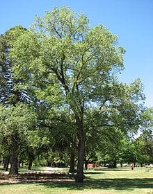 Chinese elm tree