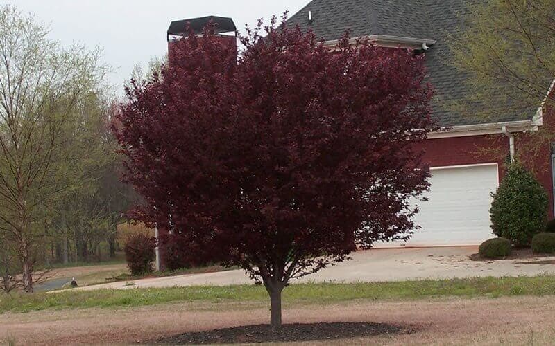 Purple Leaf Plum