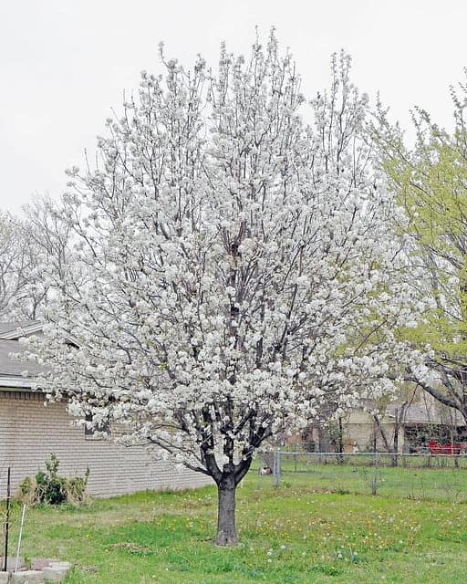 Bradford Pear flowers, Bradford pear spring flowers