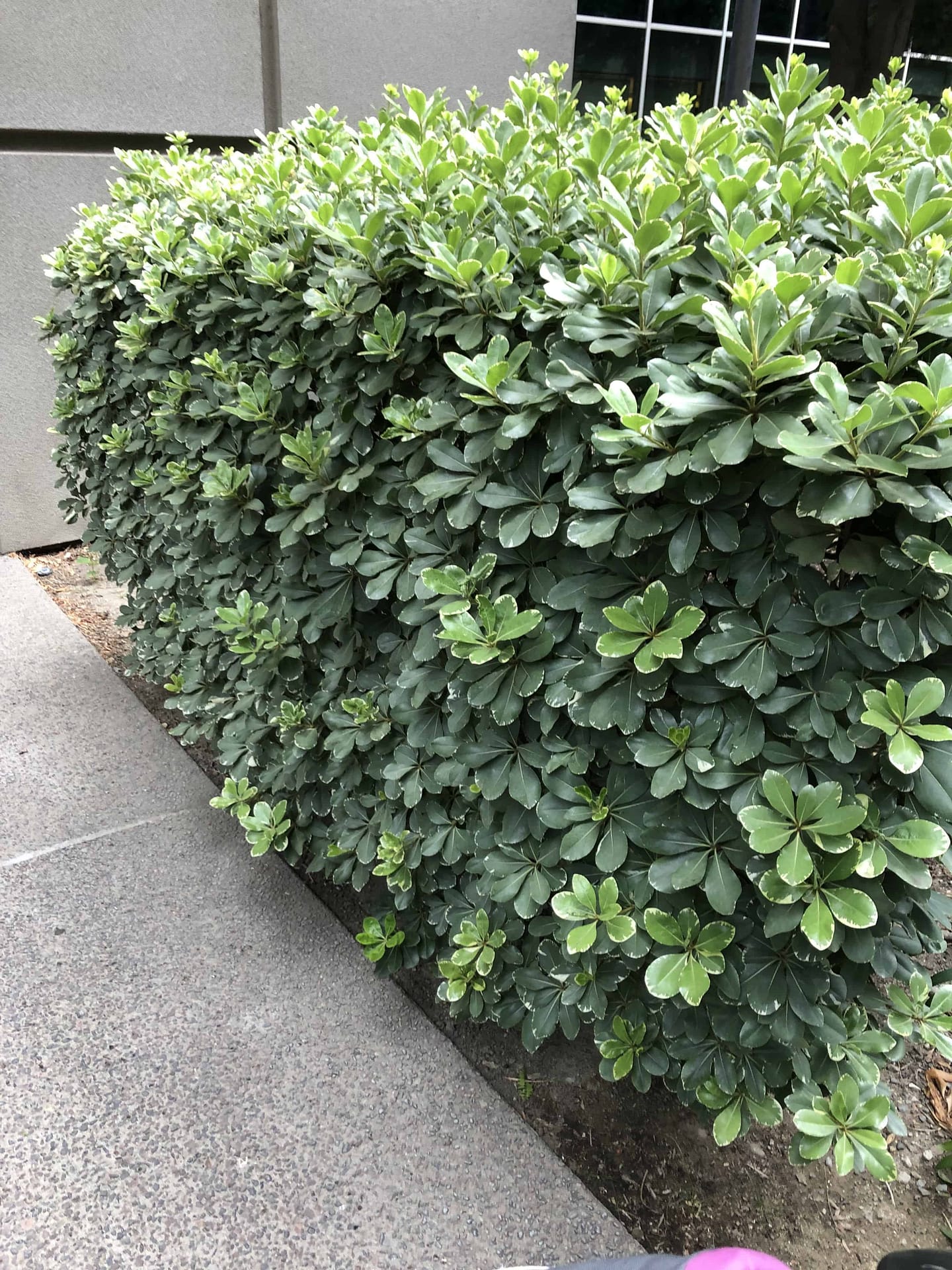 Pittosporum Bush