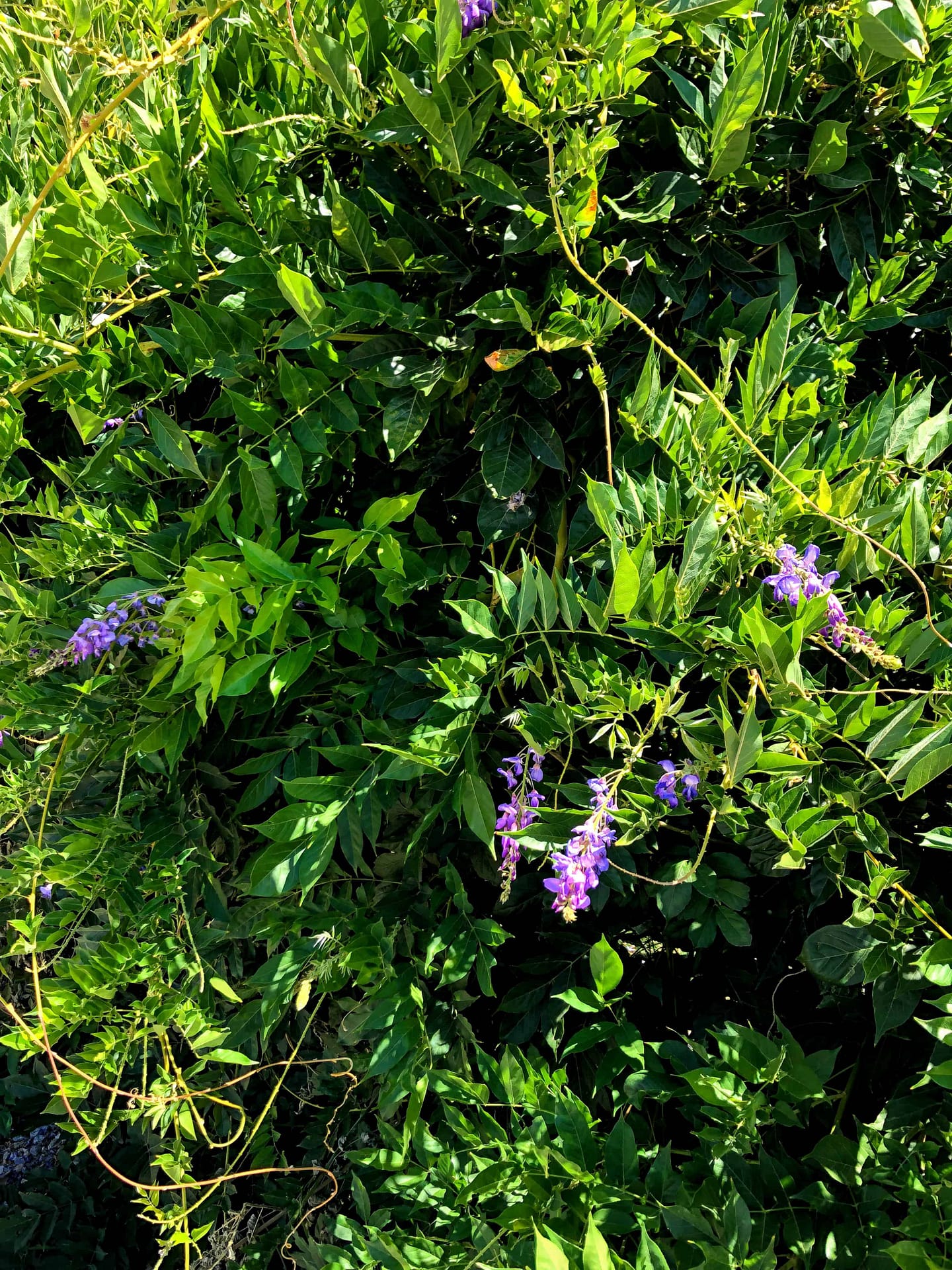 Wisteria Flowers