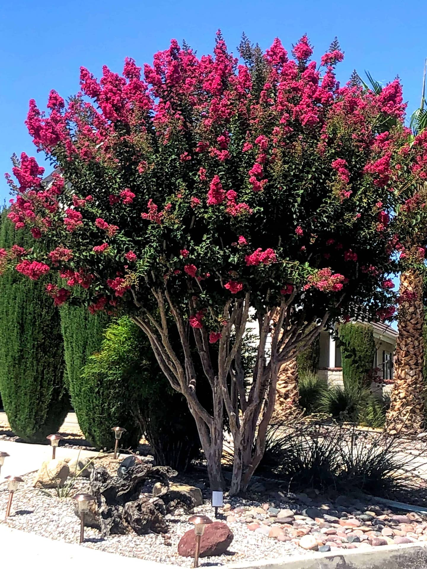 Watermelon colored multi trunk Crape Myrtle