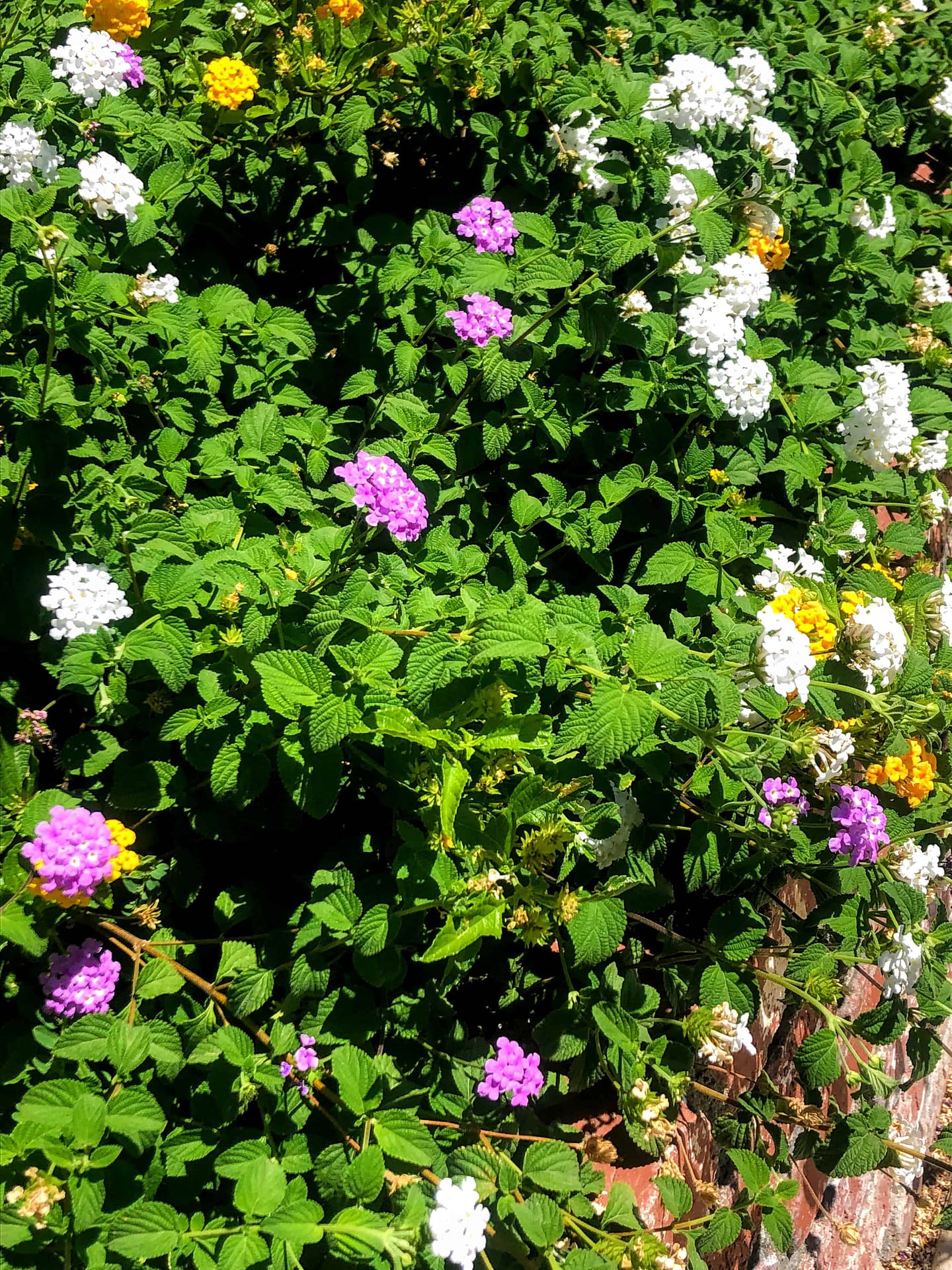 Lantana Flowers