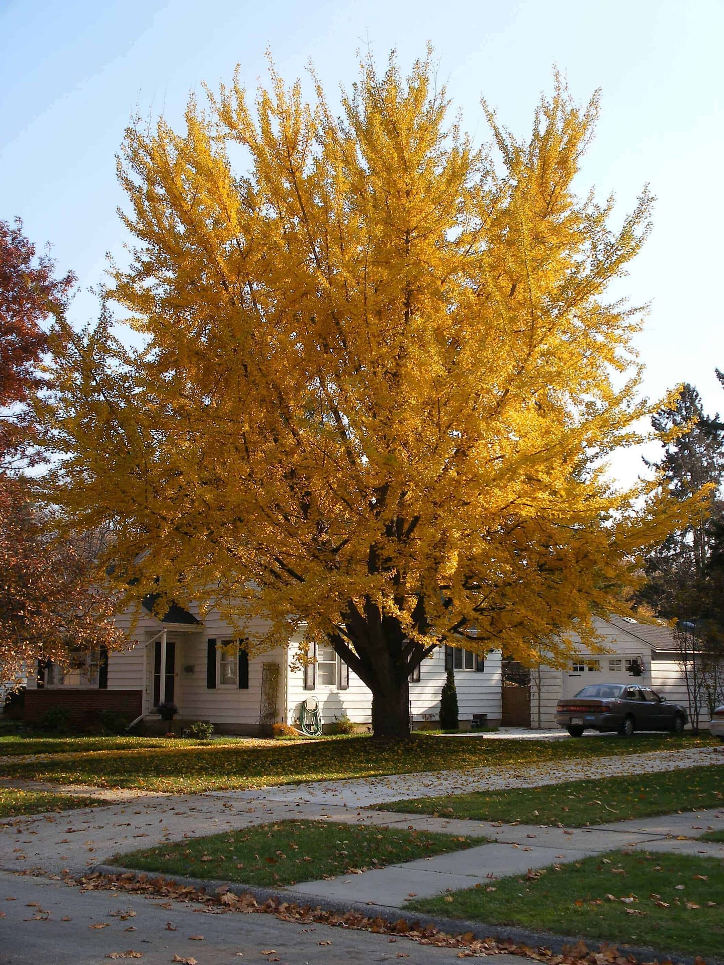 Ginkgo Biloba Tree