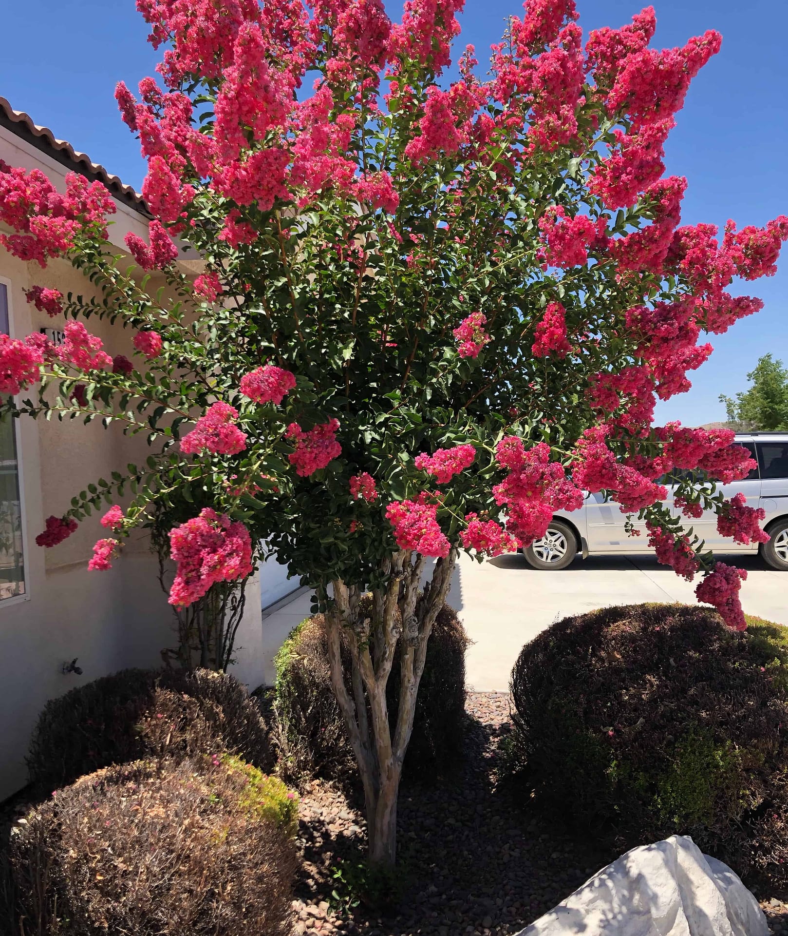 Watermelon colored multi trunk Crape Myrtle