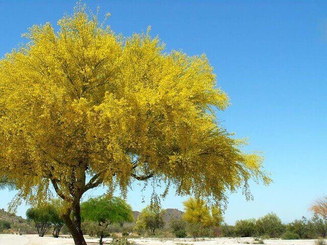 Palo Verde